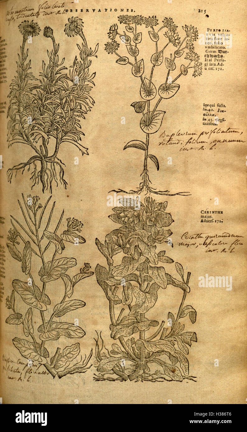 This classic botanical work offers detailed illustrations and ...