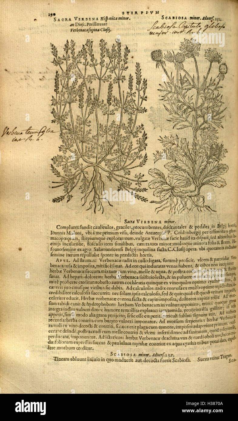 Botanically A botanical work focusing on plant species and their histories ...