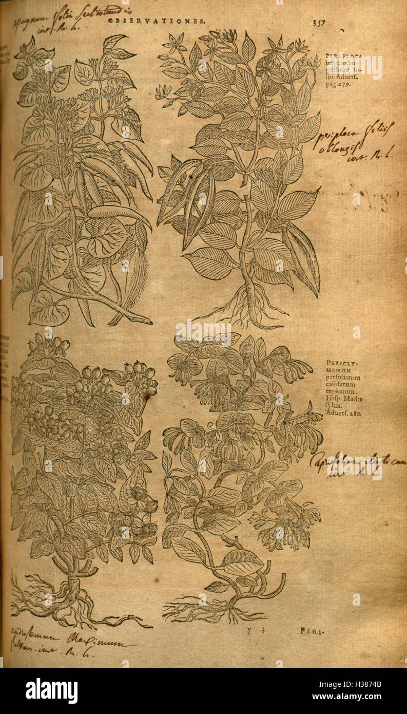 A botanical work detailing the history of plants and herbs, focusing on ...