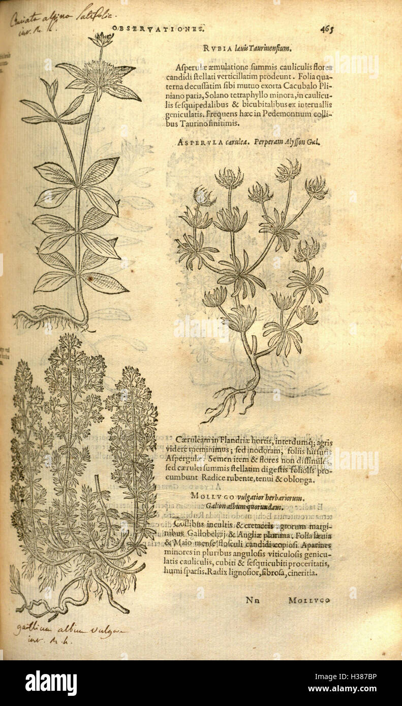 This page features an early botanical work on the history of plants ...
