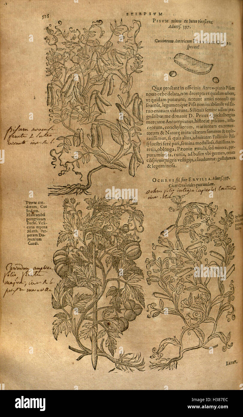 A botanical work by Rembert Dodoens on the history and classification ...