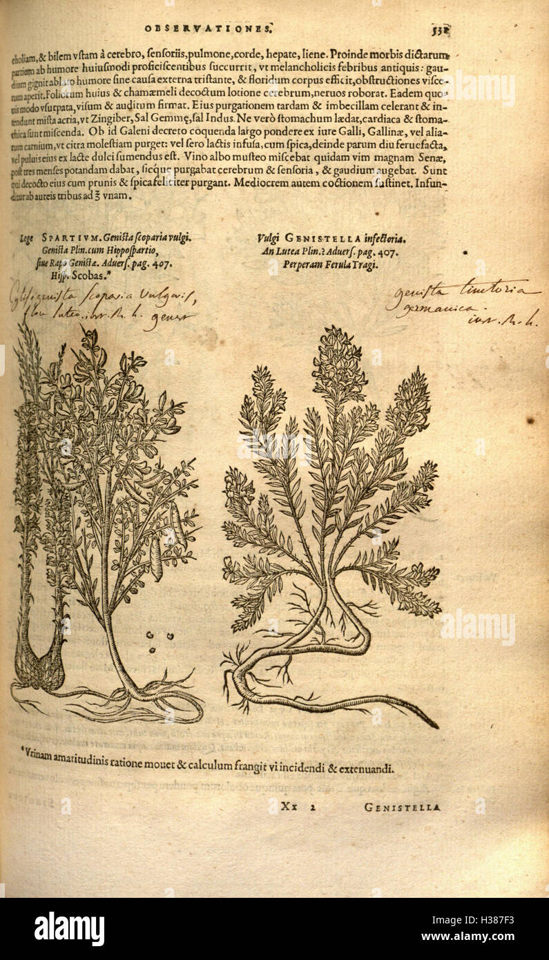 An early botanical work detailing the history and classification of ...