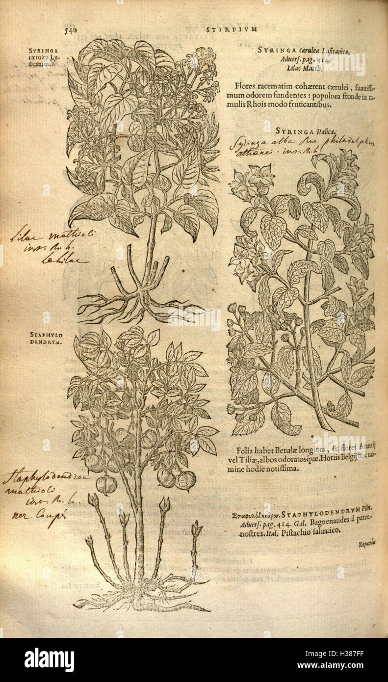 This botanical work, 'Plantarum,' focuses on plant history and ...