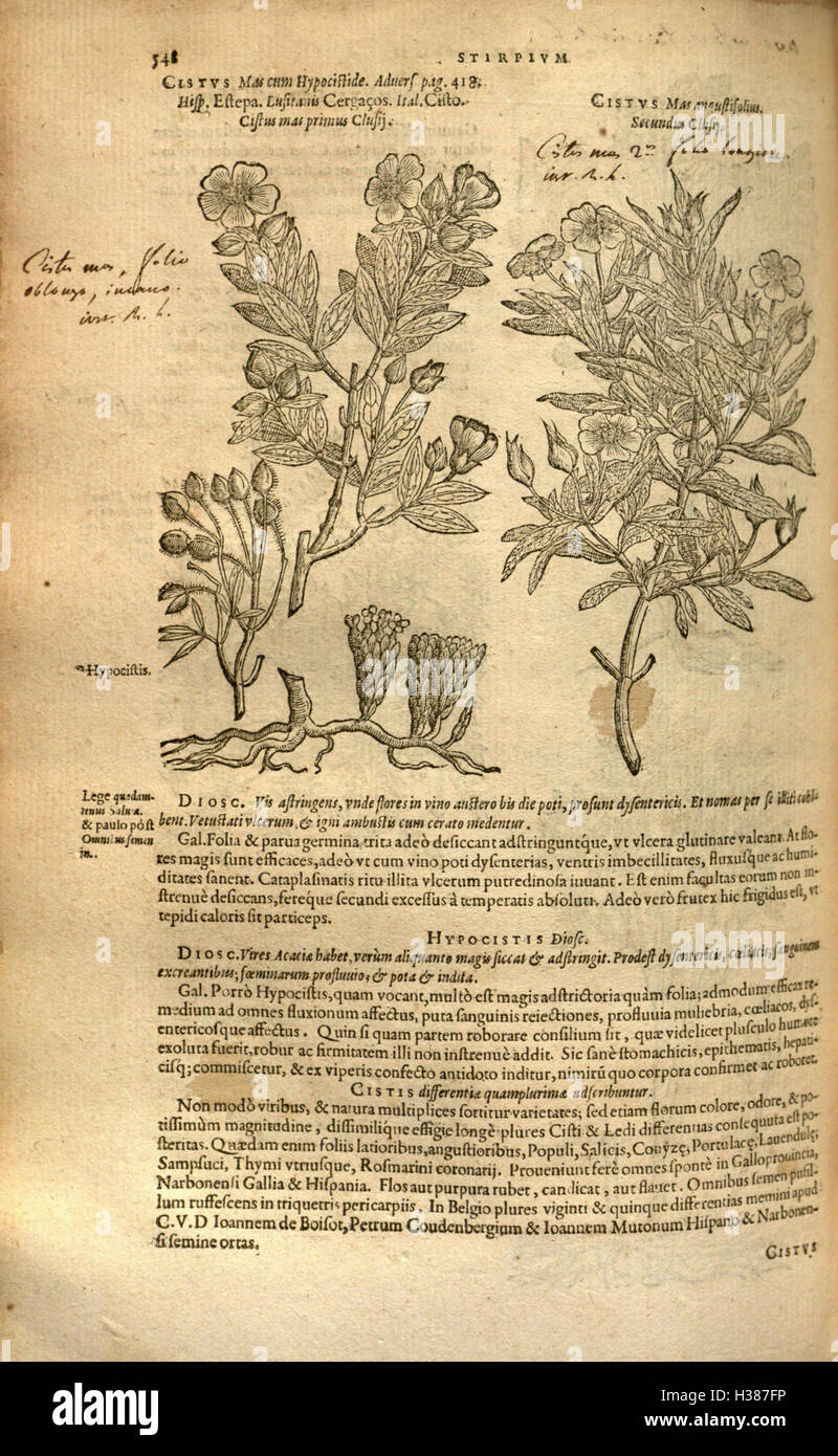 Botanically This botanical work describes various plant species and their uses ...