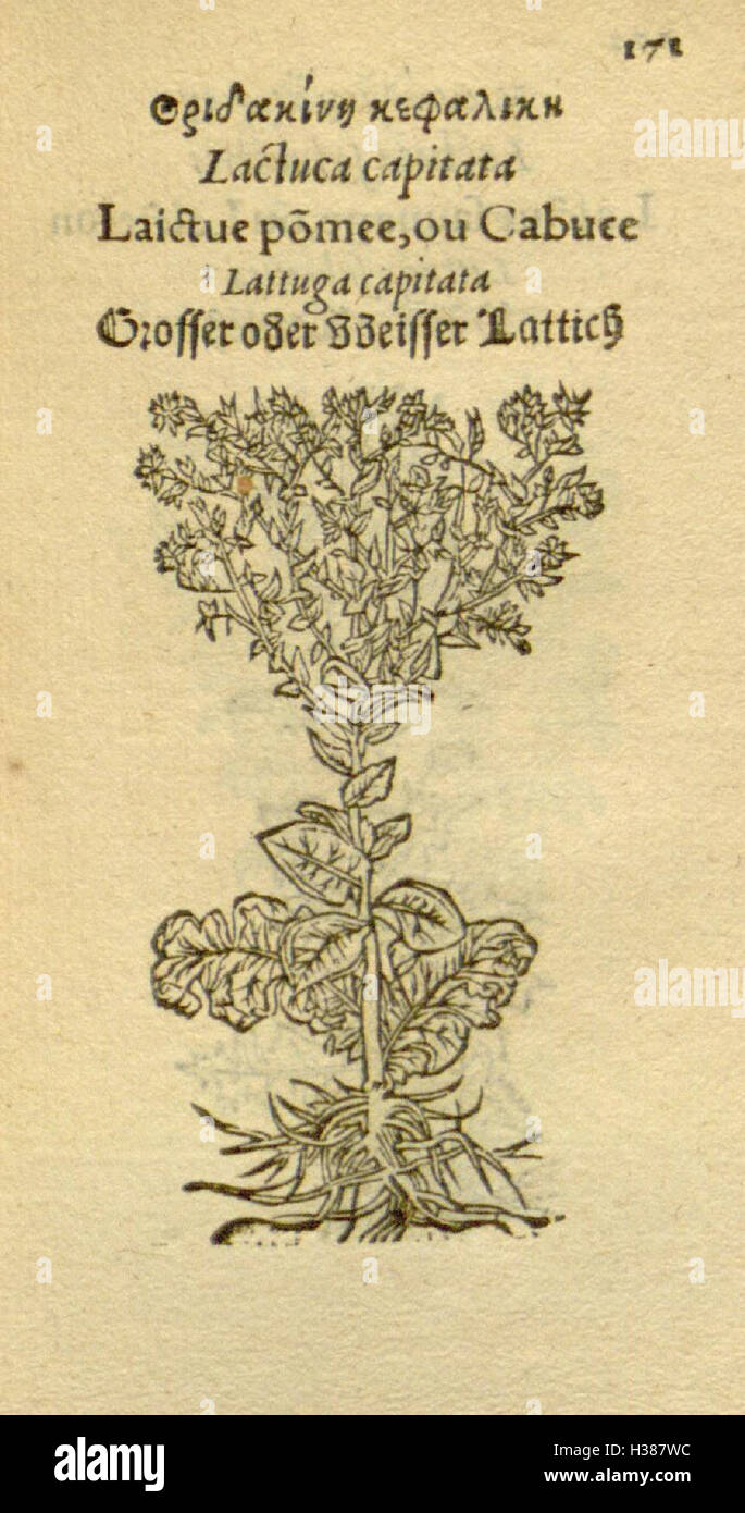 This botanical work focuses on the visual representation of various ...