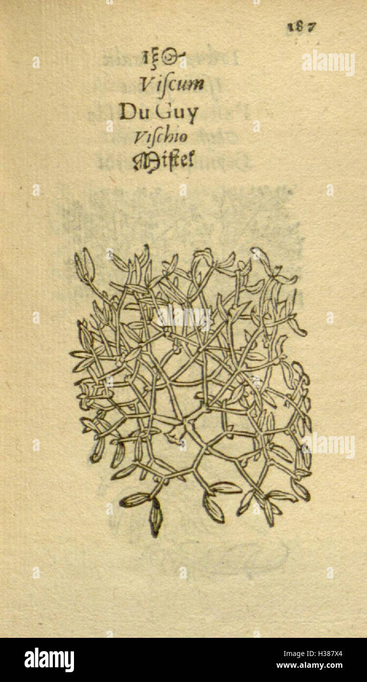 This botanical work features detailed illustrations of various plant ...