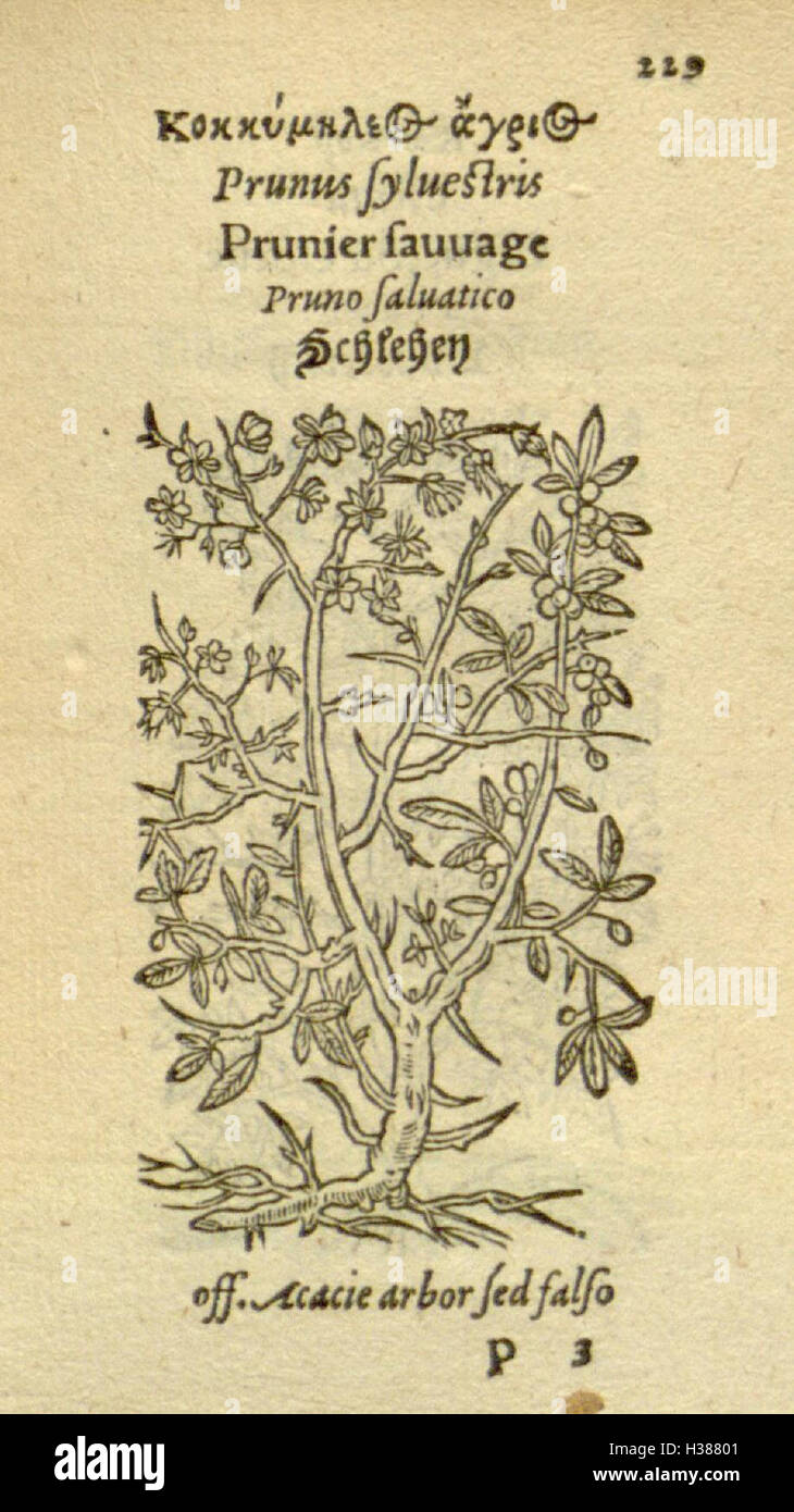 A botanical text featuring detailed representations of various plant ...