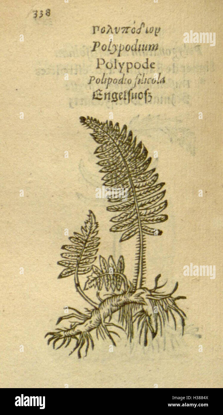 This work presents images of plants, focusing on their morphology and ...