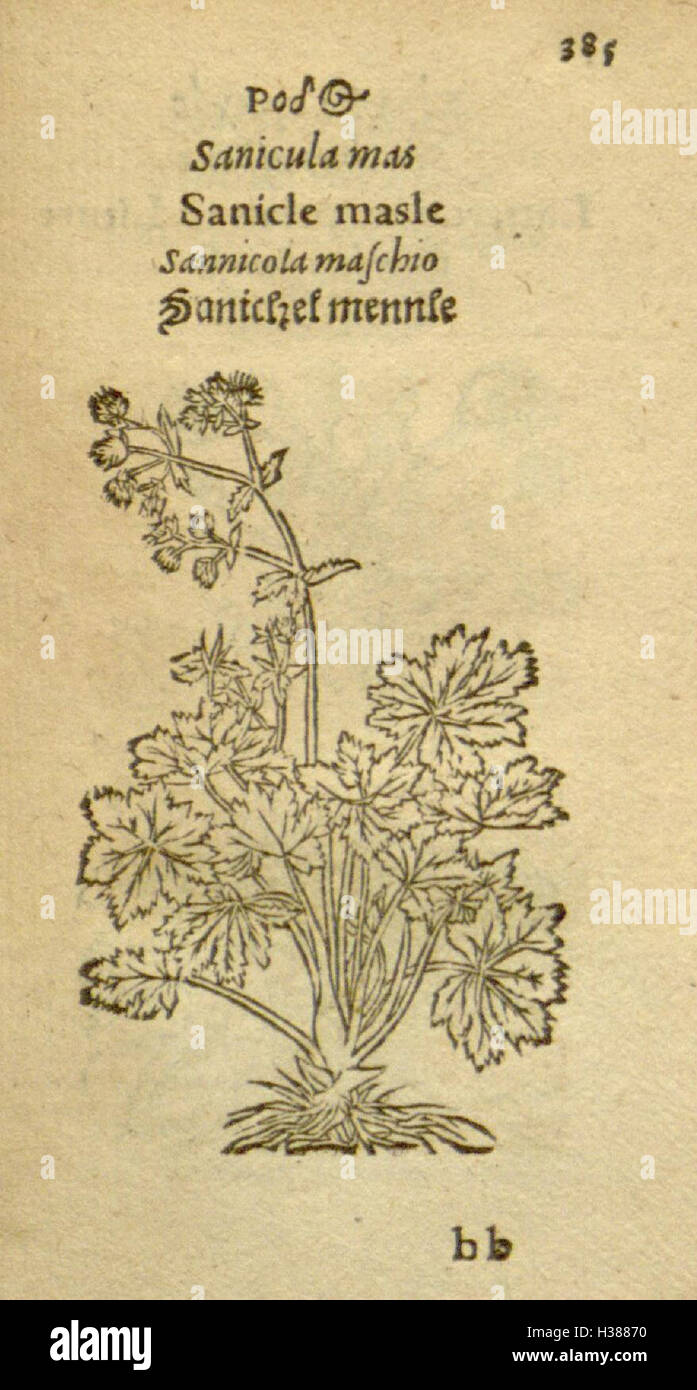 This work presents detailed illustrations of various plant species ...