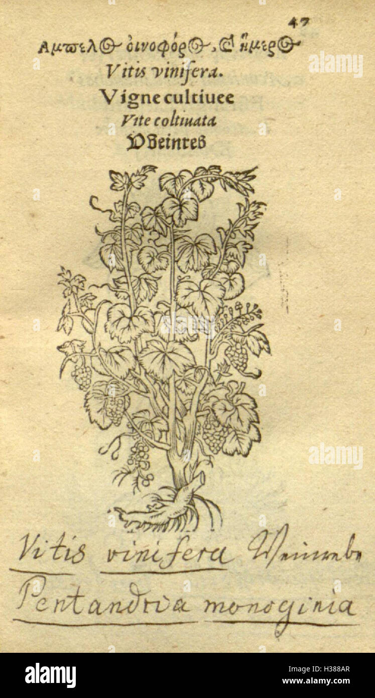 Botanical Drawings Of Various Plant Forms Hi res Stock Photography And 