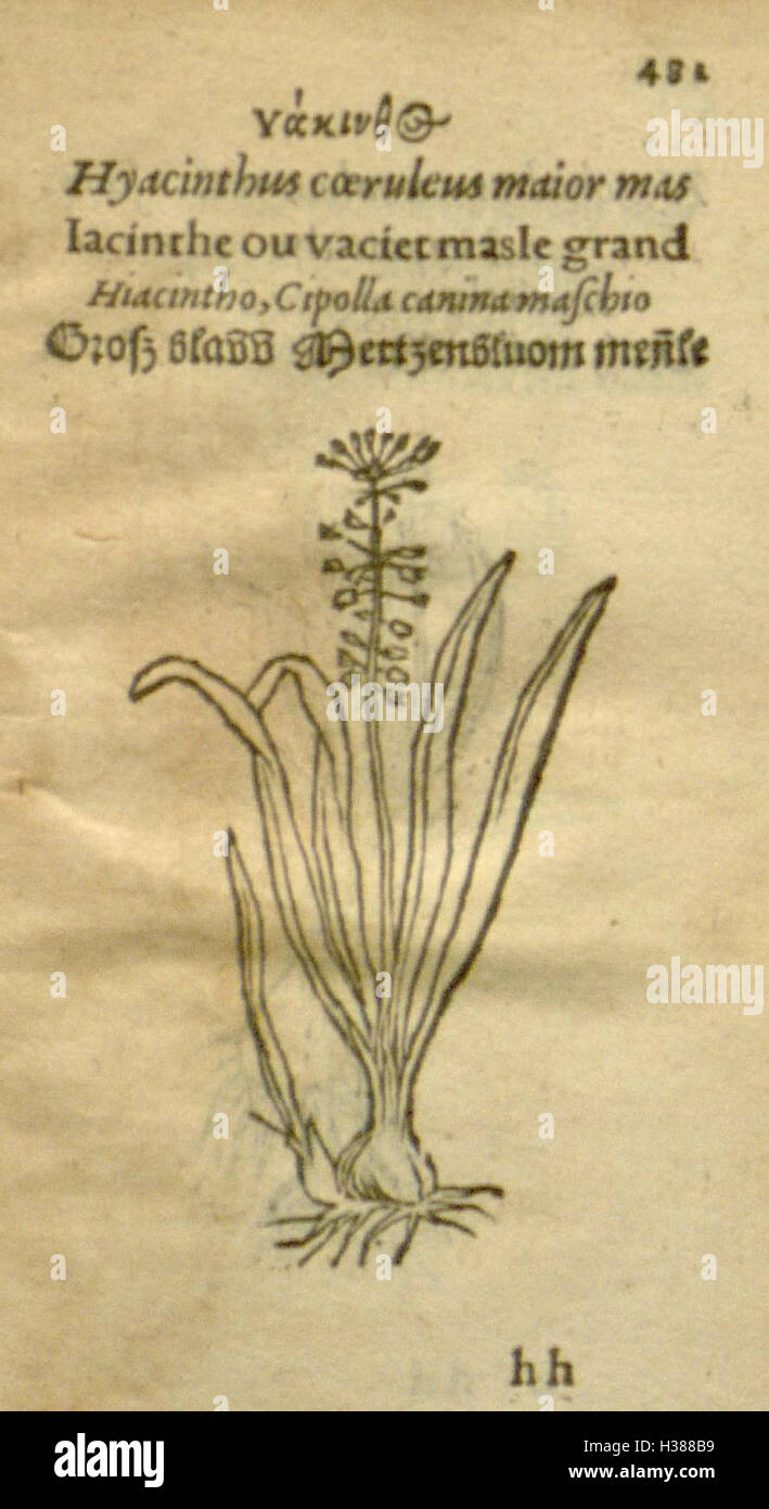 Plantarum Effigies presents a detailed depiction of various plant ...