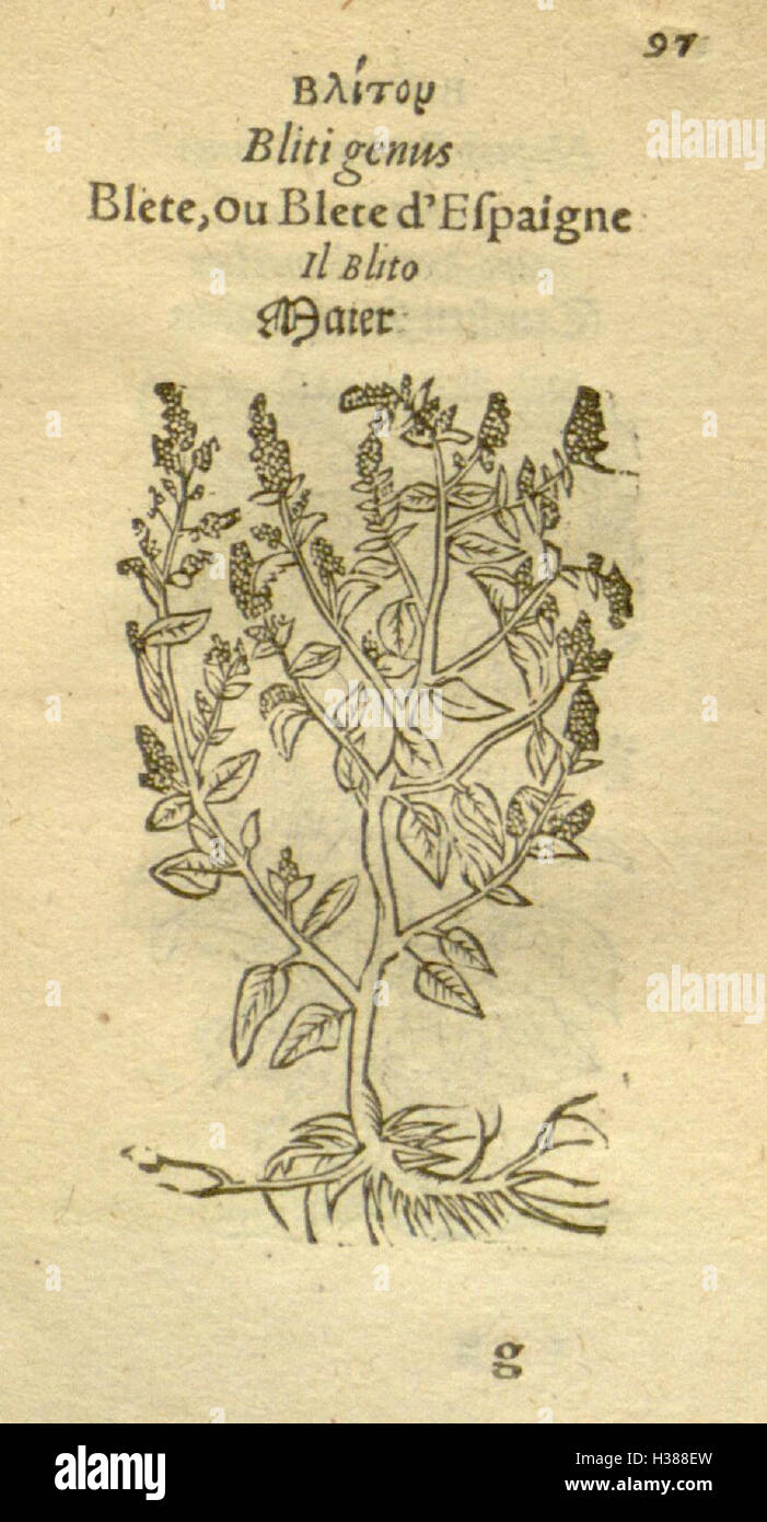 This botanical text features detailed illustrations of plants ...