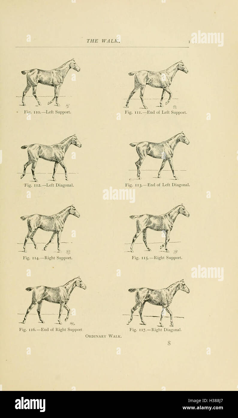 Points of the horse (Page 113) BHL213 Stock Photo Alamy