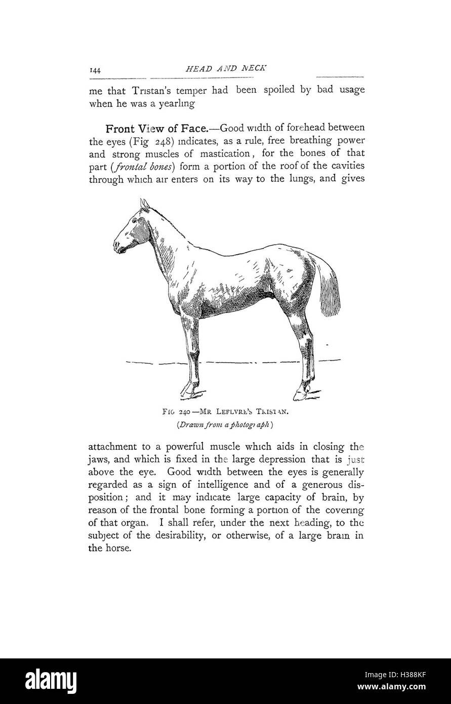 Points of the horse (Page 144) BHL424 Stock Photo