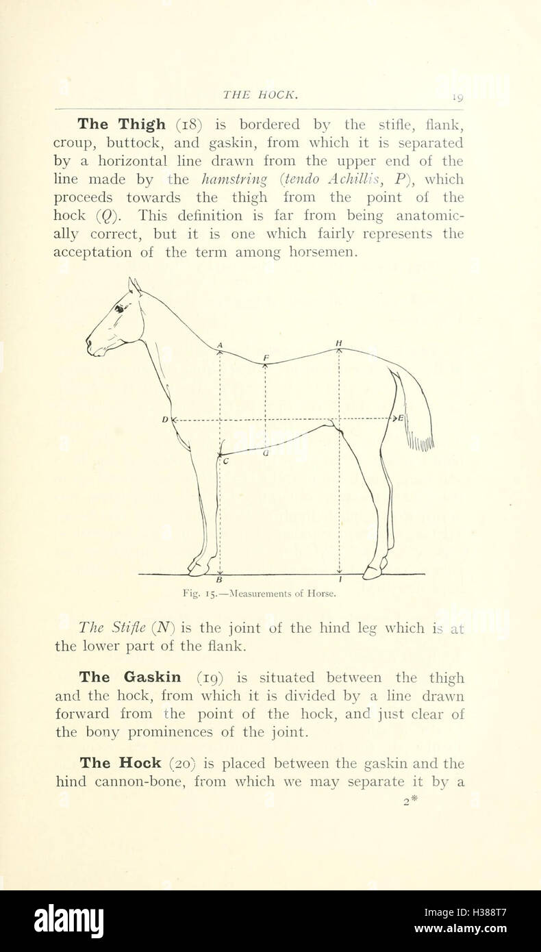 this-work-provides-a-detailed-study-of-the-anatomical-points-of-the