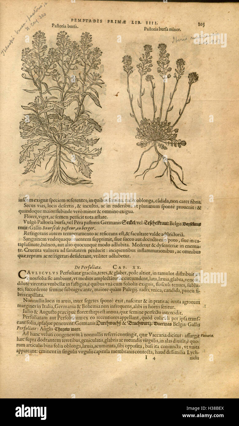 This botanical work by Rembert Dodoens focuses on the classification ...