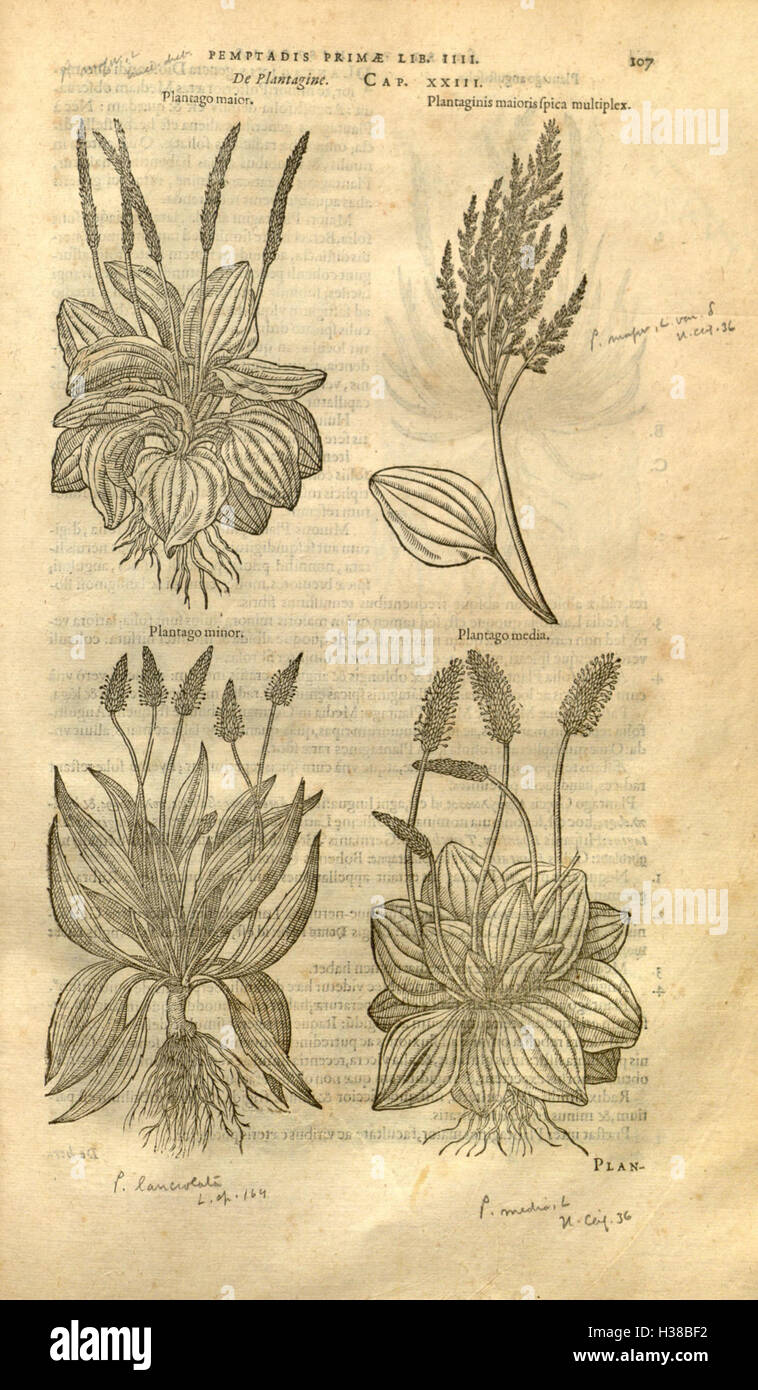 Medicinal plant taxonomy hi-res stock photography and images - Alamy