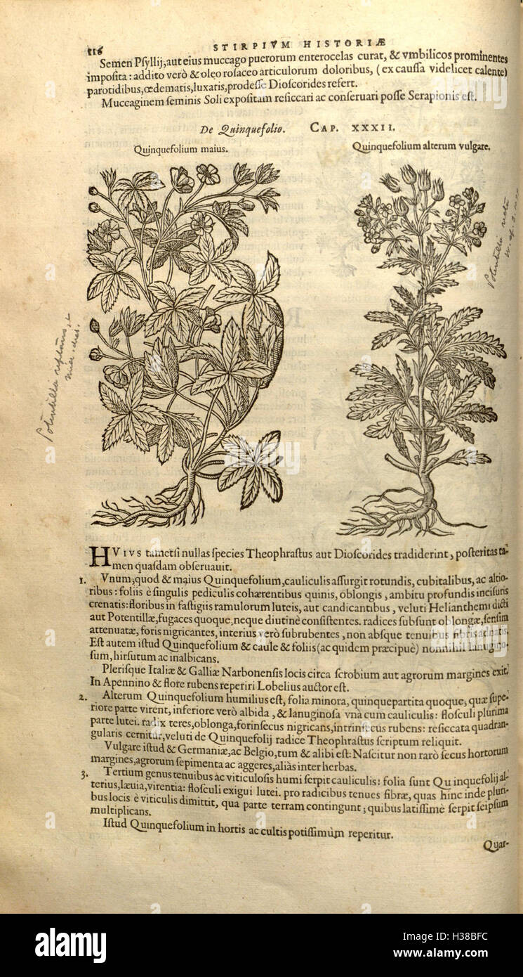 This botanical work by Rembert Dodoens details the history and ...