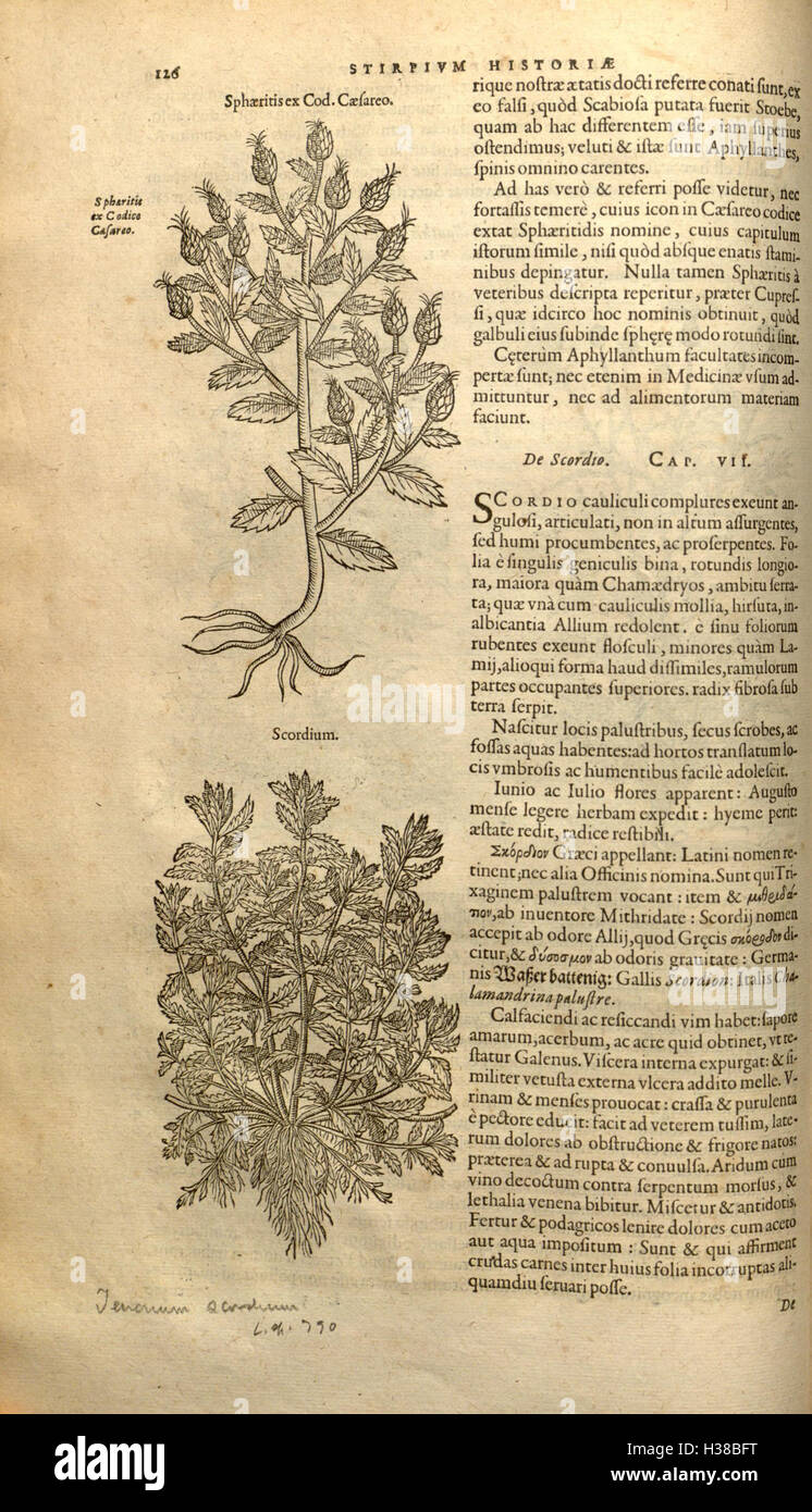 This botanical work by Rembert Dodoens presents detailed descriptions ...