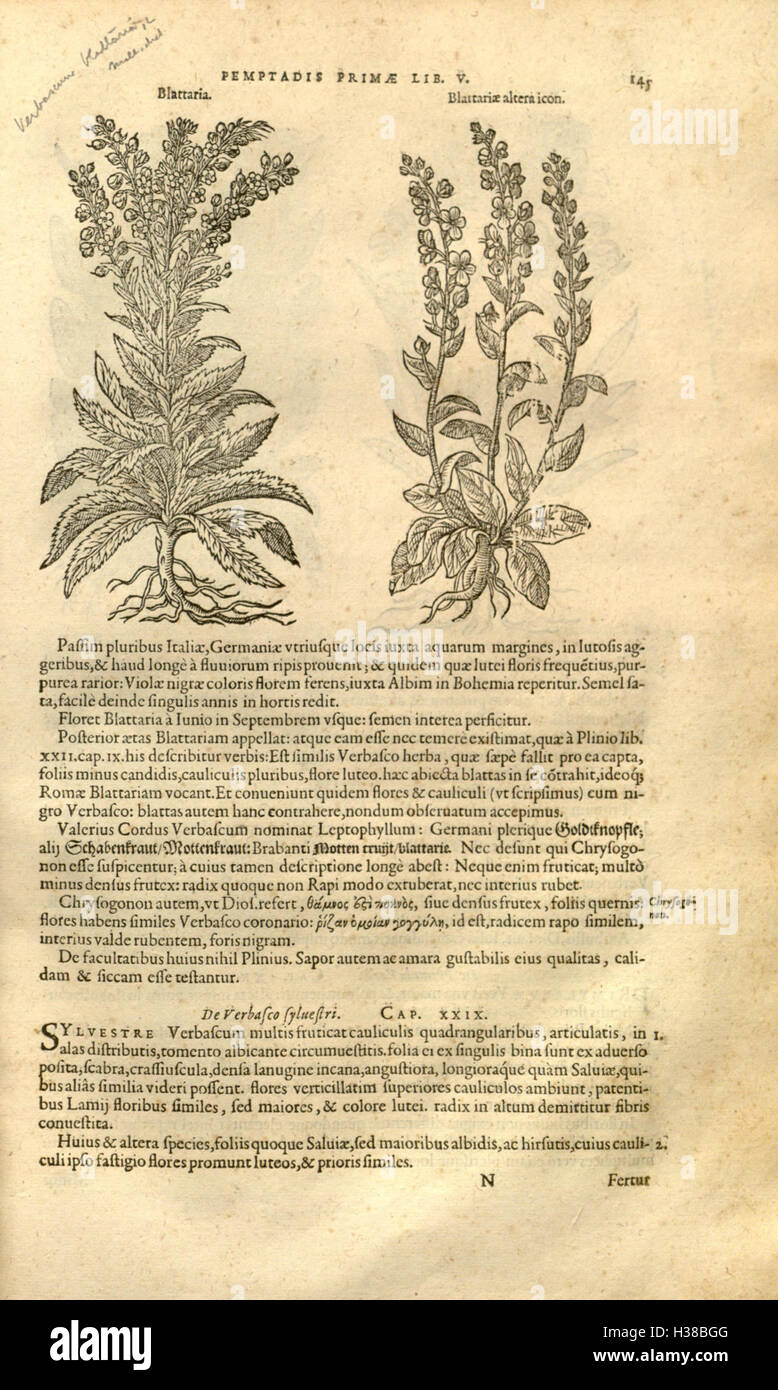 Work details medicinal plants hi-res stock photography and images - Alamy