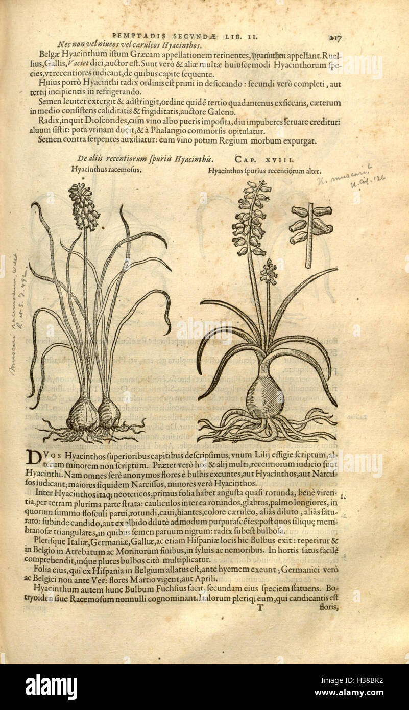 A historical botanical work by Rembert Dodoens, focusing on the ...