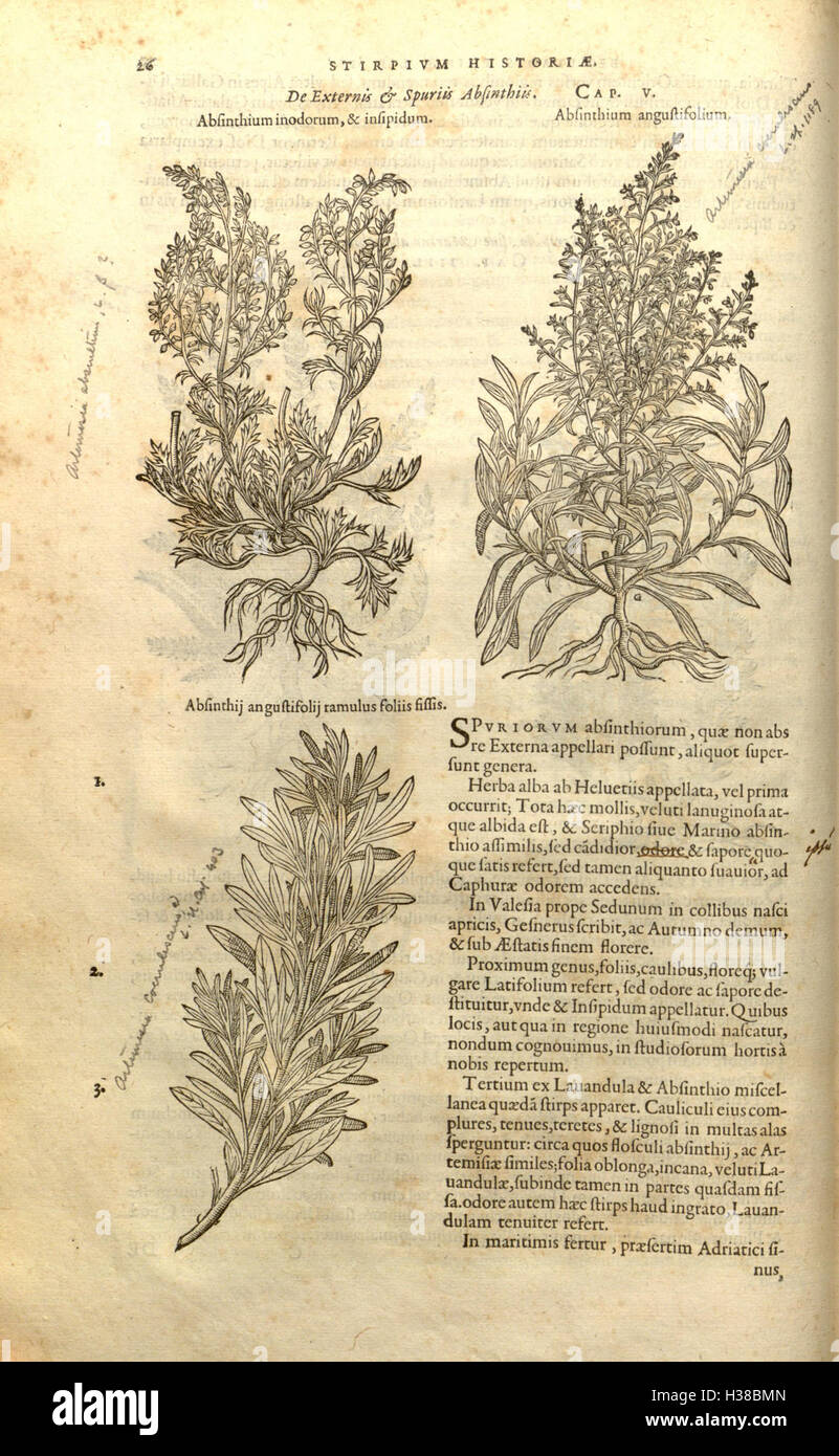 This botanical work by Rembert Dodoens explores the history and ...