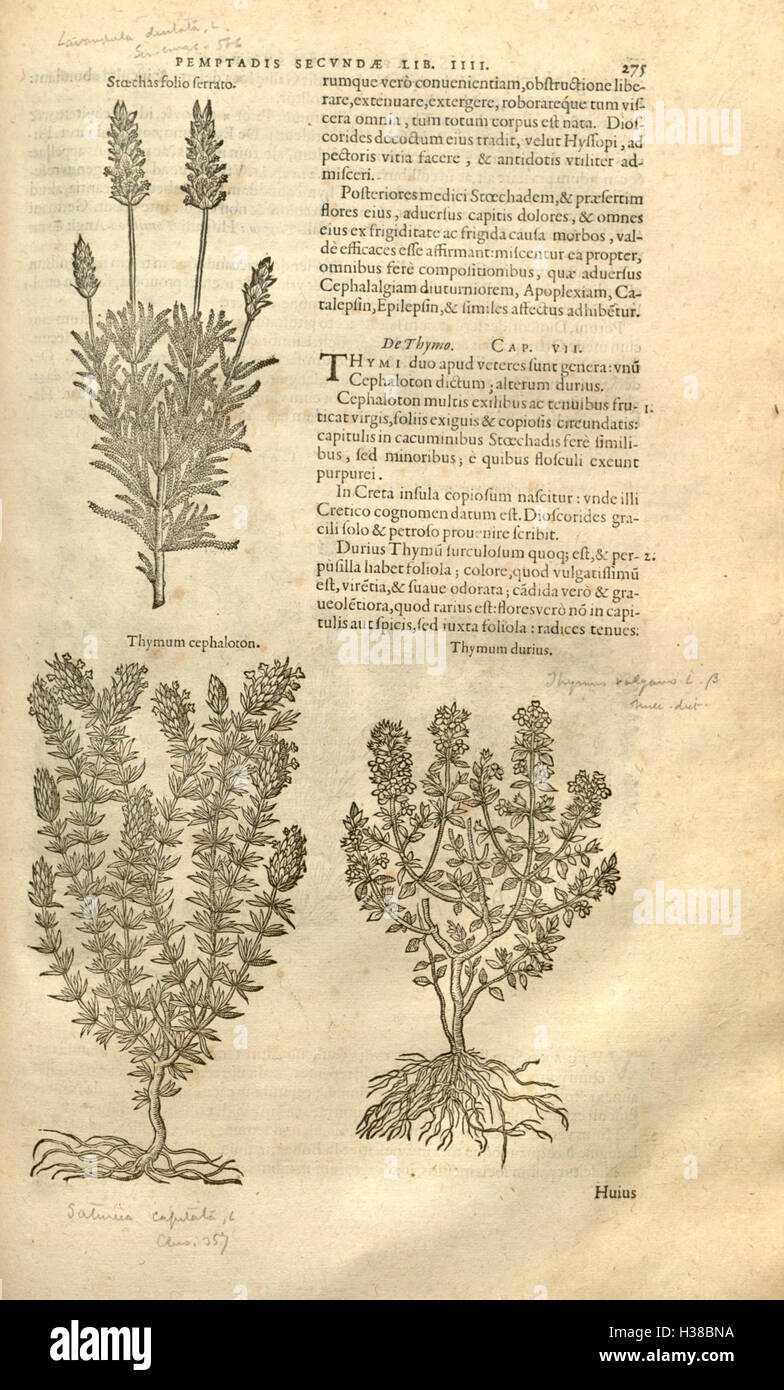 This botanical work, by Rembert Dodoens, focuses on the classification ...