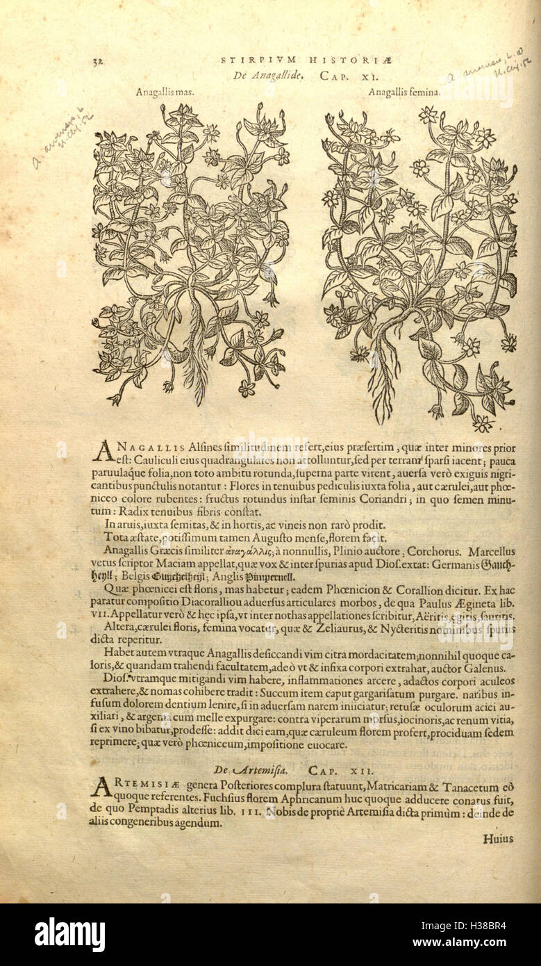A historical botanical work by Rembert Dodoens, focusing on the ...