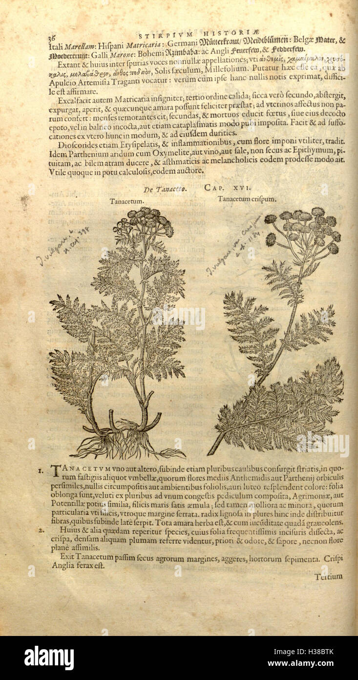 A botanical work by Rembert Dodoens documenting the classification and ...