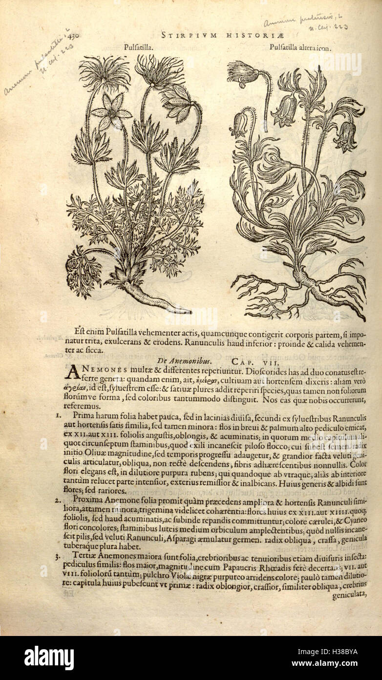 This extensive botanical work by Rembert Dodoens details the history ...