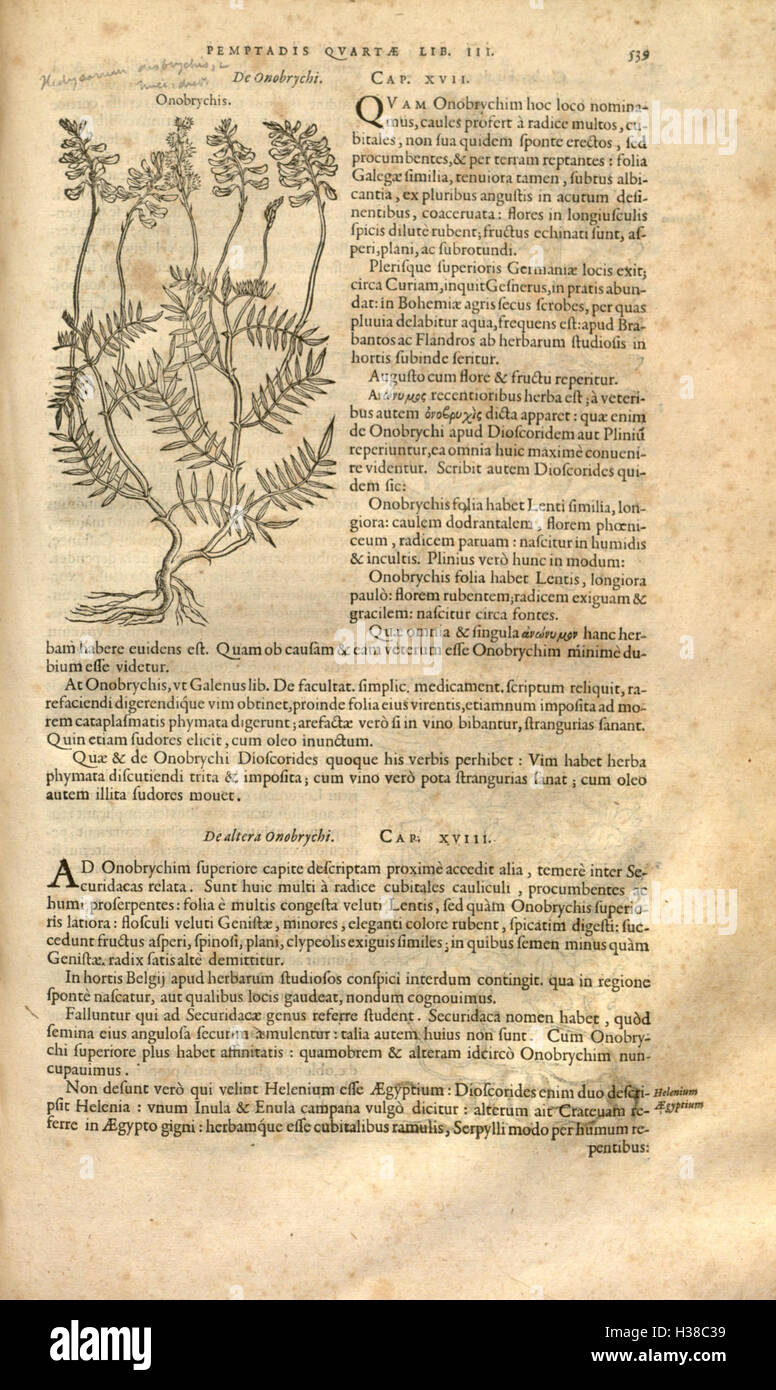This historical botanical work by Rembert Dodoens focuses on the ...