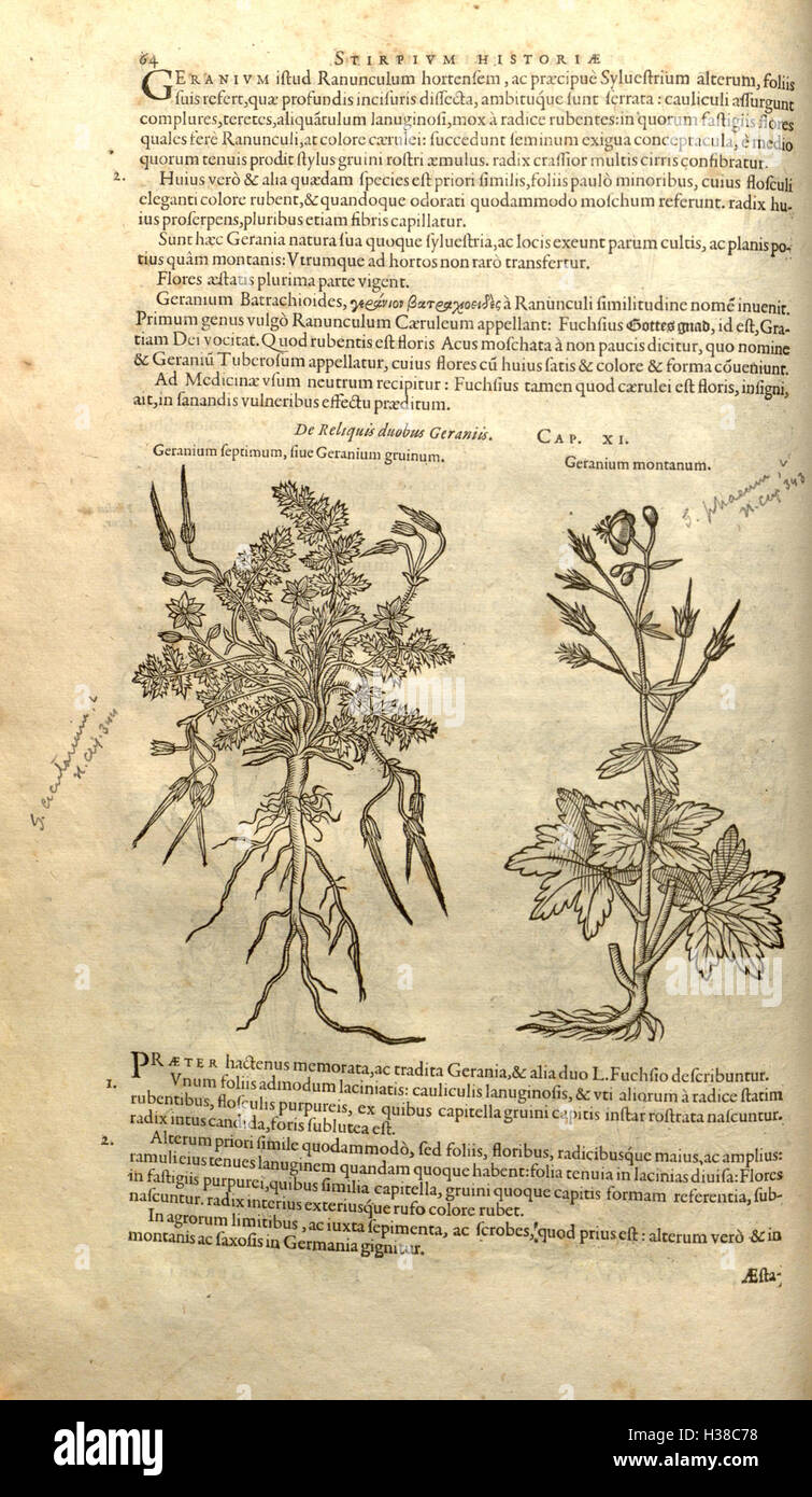 This botanical work by Rembert Dodoens presents the history and ...