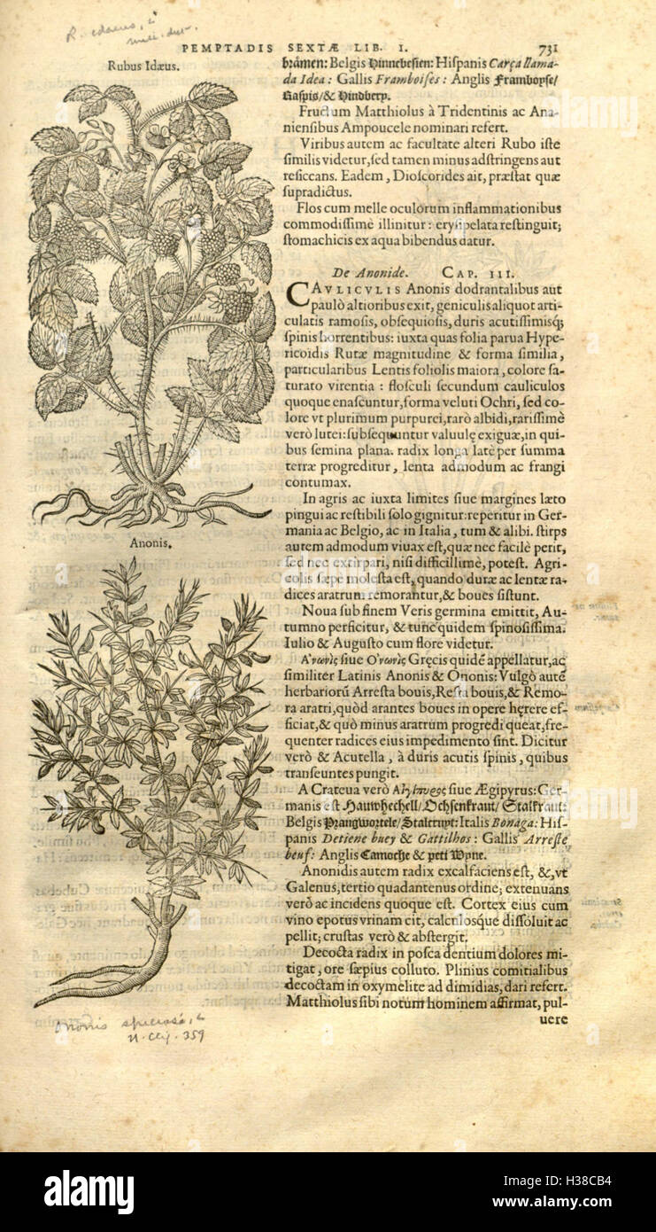 Medicinal plant taxonomy hi-res stock photography and images - Alamy