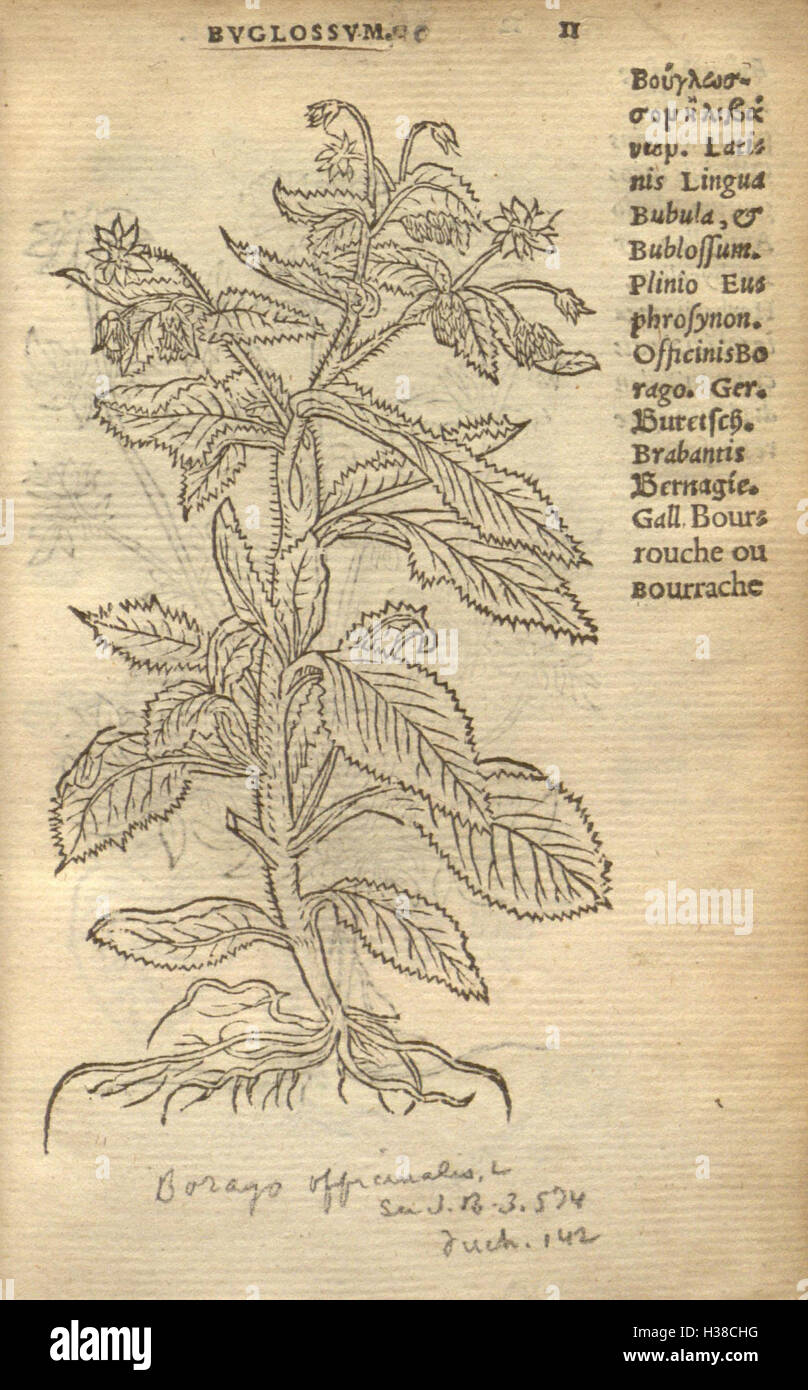 This botanical work by Rembert Dodoens illustrates the detailed study ...