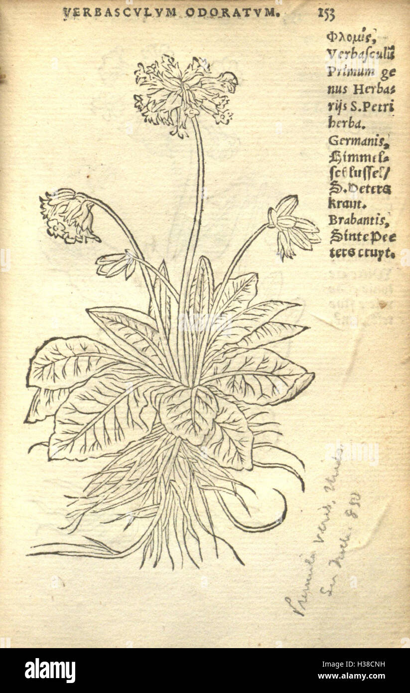 This botanical work by Rembert Dodoens features vivid illustrations of ...