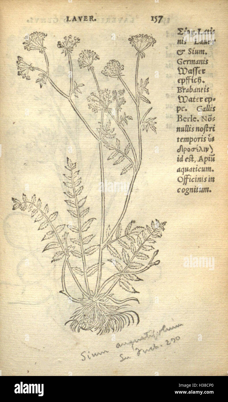 Additional botanical drawings hi-res stock photography and images - Alamy