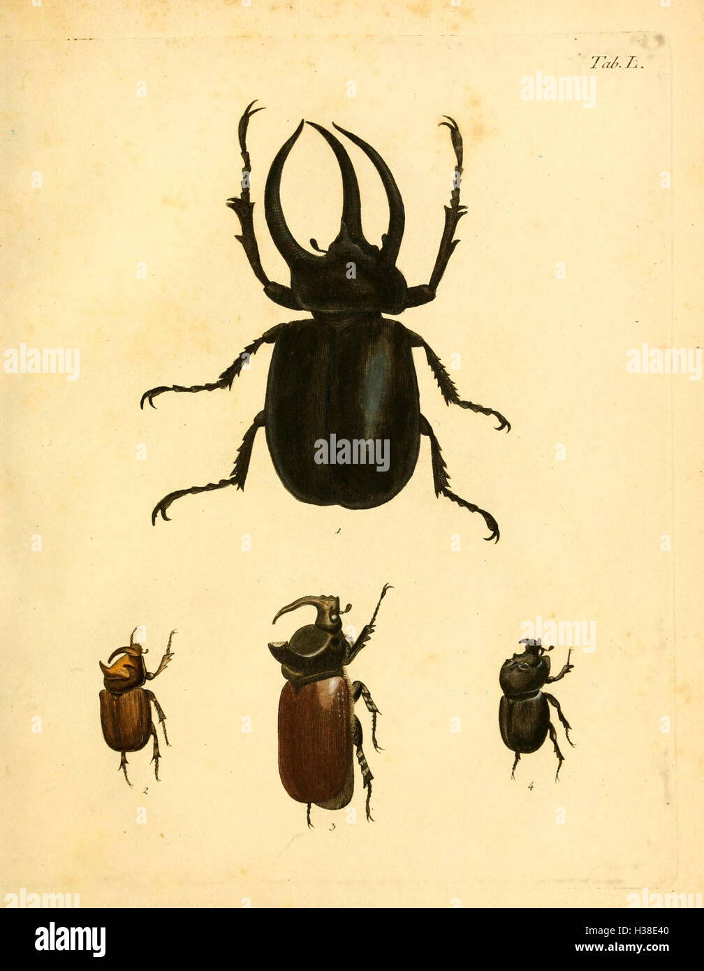 Abbildungen zu Karl Illiger's Uebersetzung von Olivier's Entomologie, oder, Naturgeschichte der Insecten (Tab. L) BHL127 Stock Photo