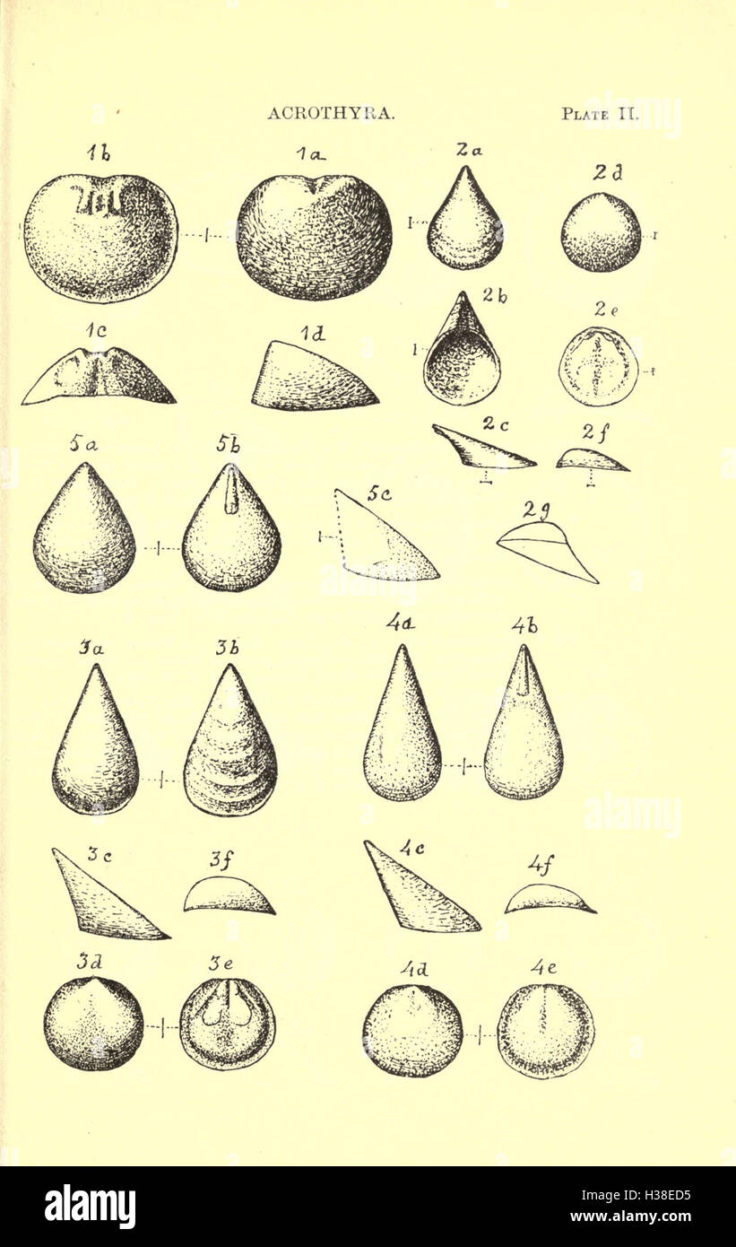 This report provides a detailed geological study of the Cambrian rocks ...