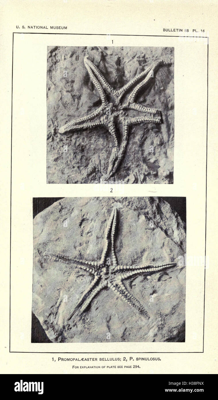 This work presents an updated analysis of Paleozoic Stelleroidea, an ...