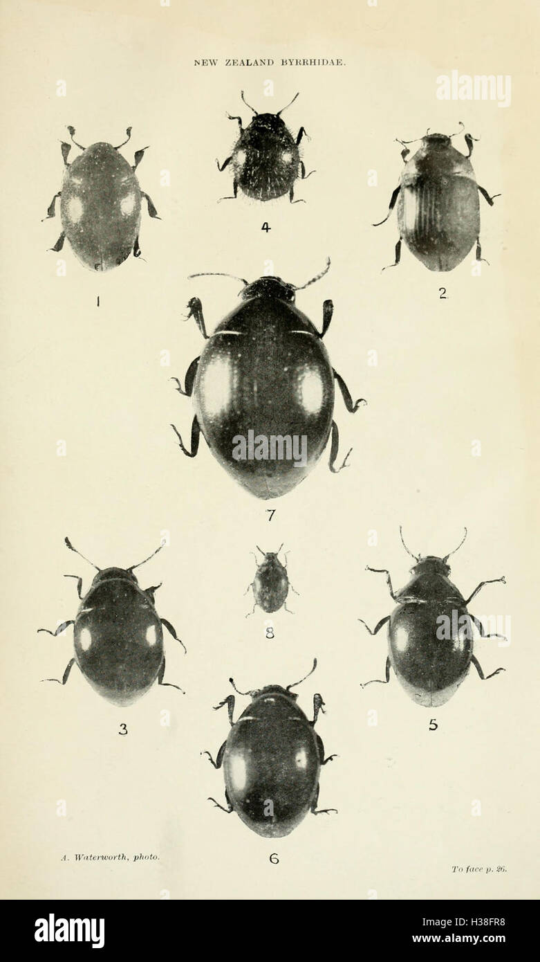 Revision of the New Zealand Byrrhidae BHL236 Stock Photo