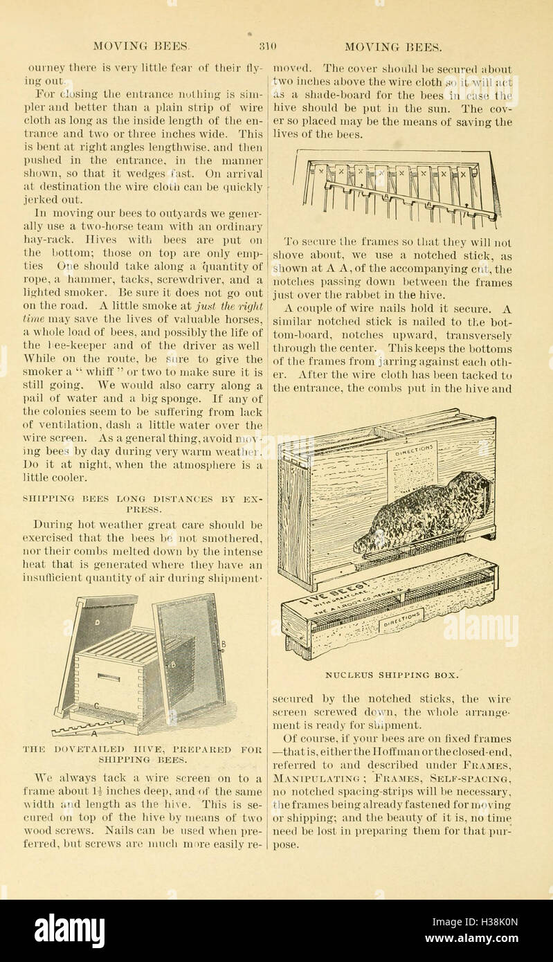 The ABC and XYZ of bee culture (Page 310) BHL94 Stock Photo