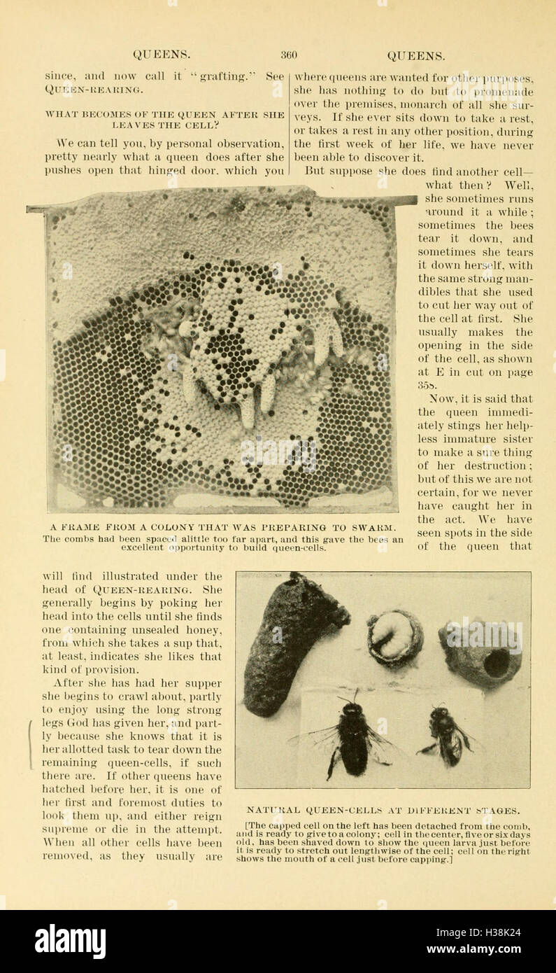 The ABC and XYZ of bee culture (Page 360) BHL94 Stock Photo