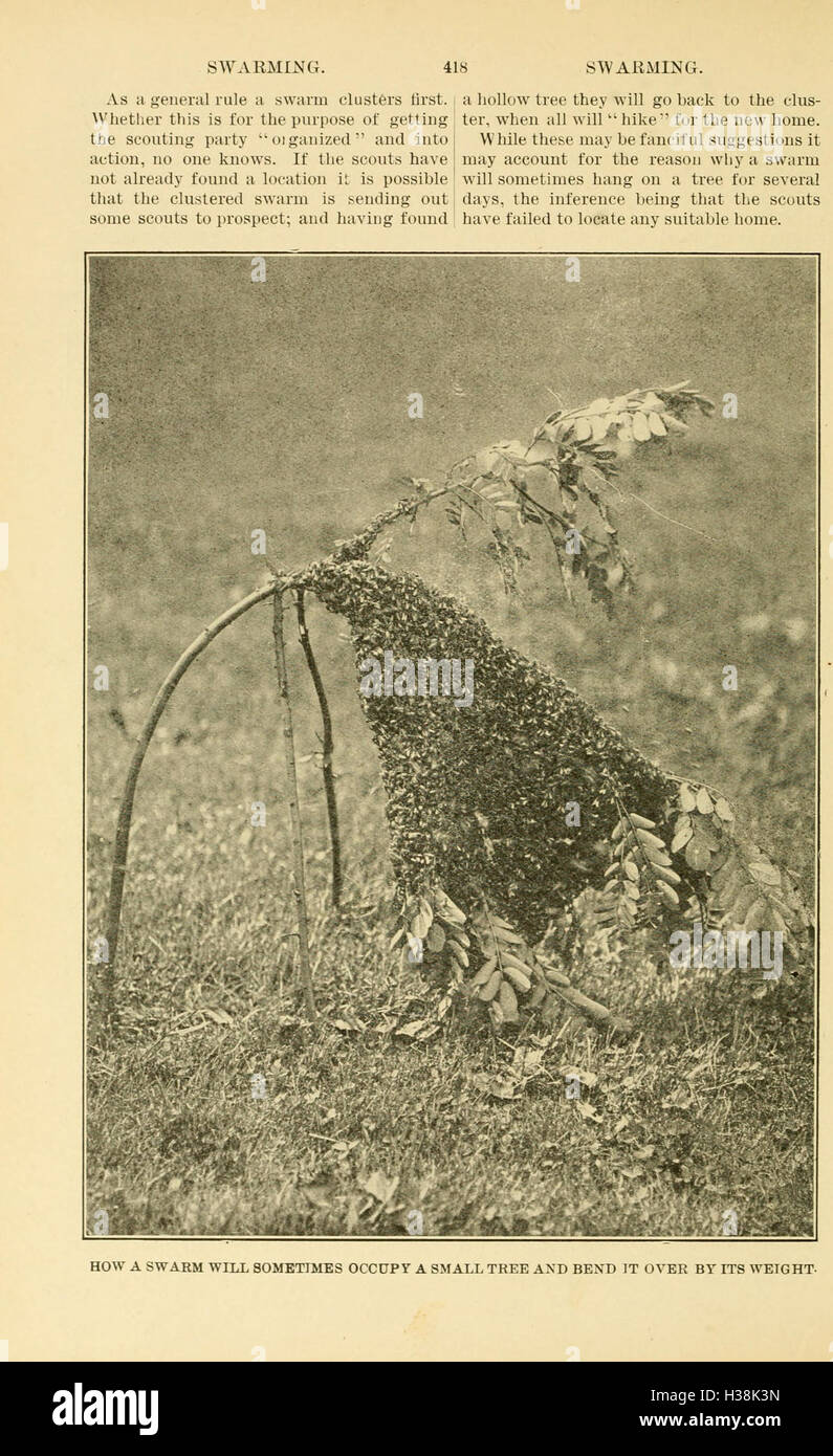 The ABC and XYZ of bee culture (Page 418) BHL94 Stock Photo