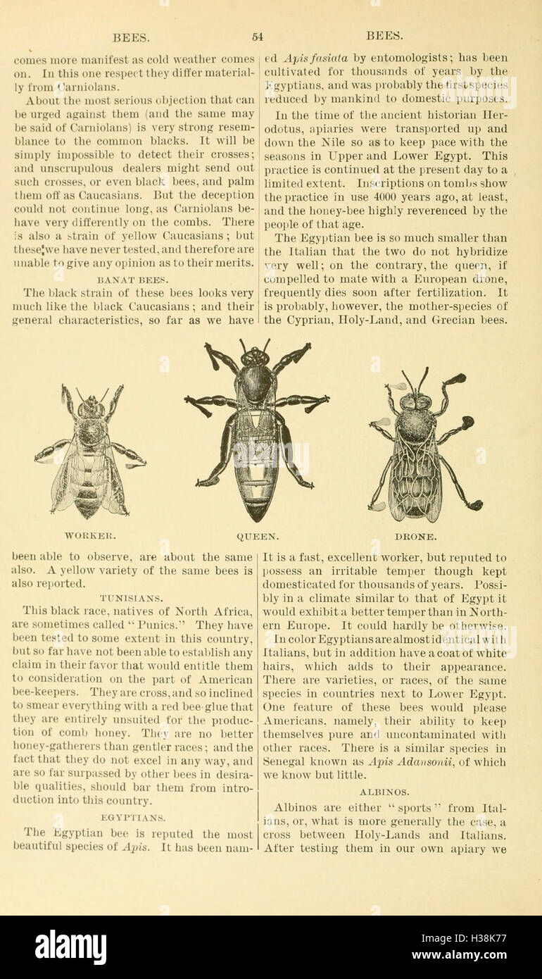 This document provides an in-depth guide on bee culture, explaining the ...