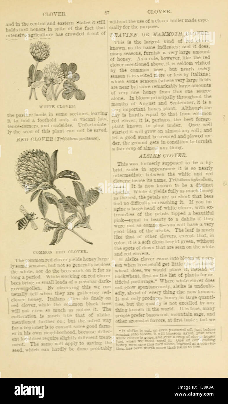 The ABC and XYZ of bee culture (Page 87) BHL94 Stock Photo