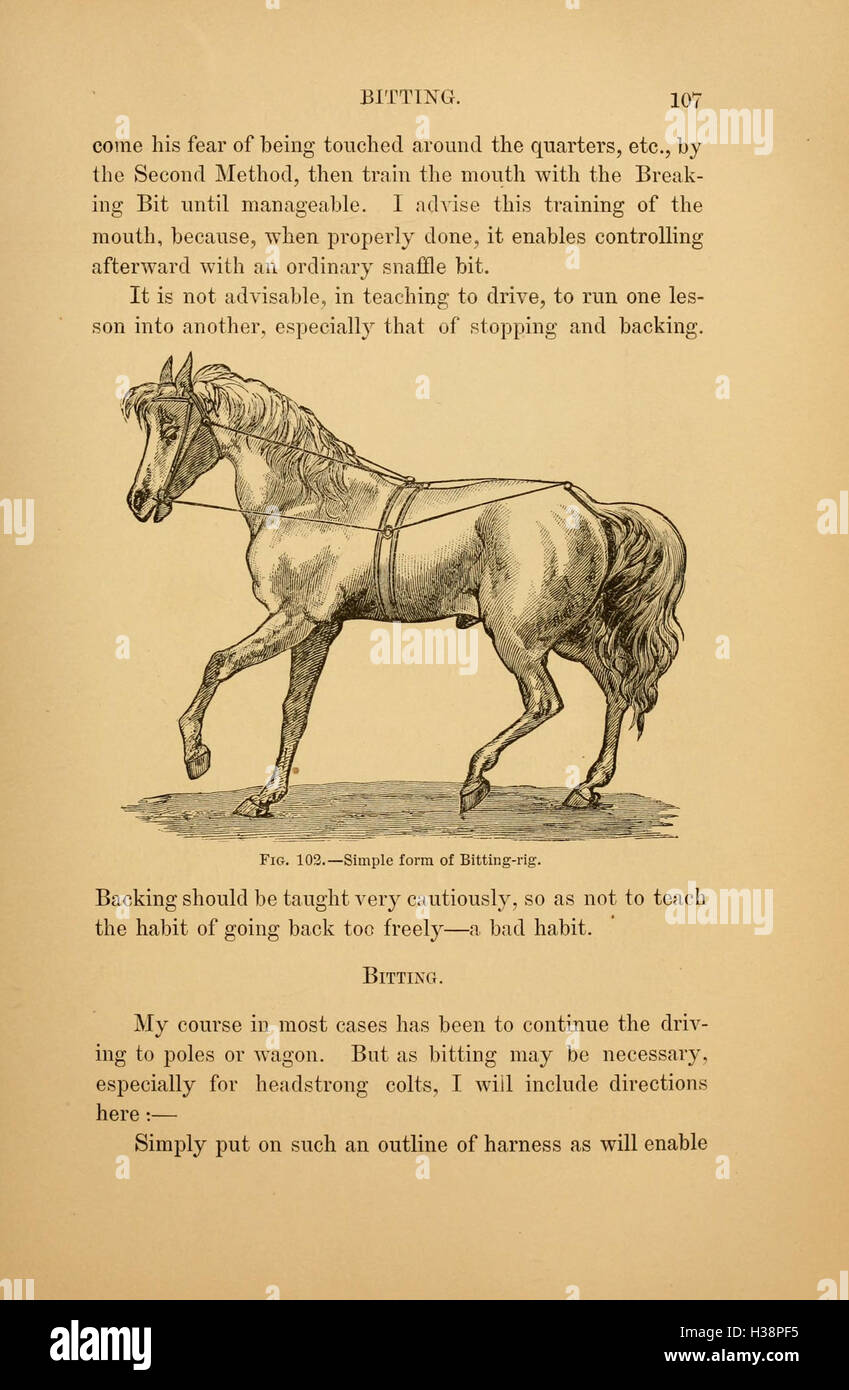 Rearing horse rider riding hi-res stock photography and images - Alamy