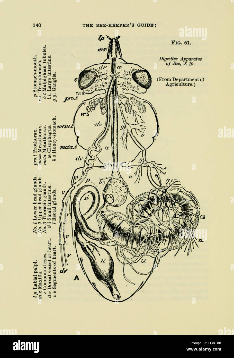 This comprehensive guide to beekeeping covers essential topics such as ...