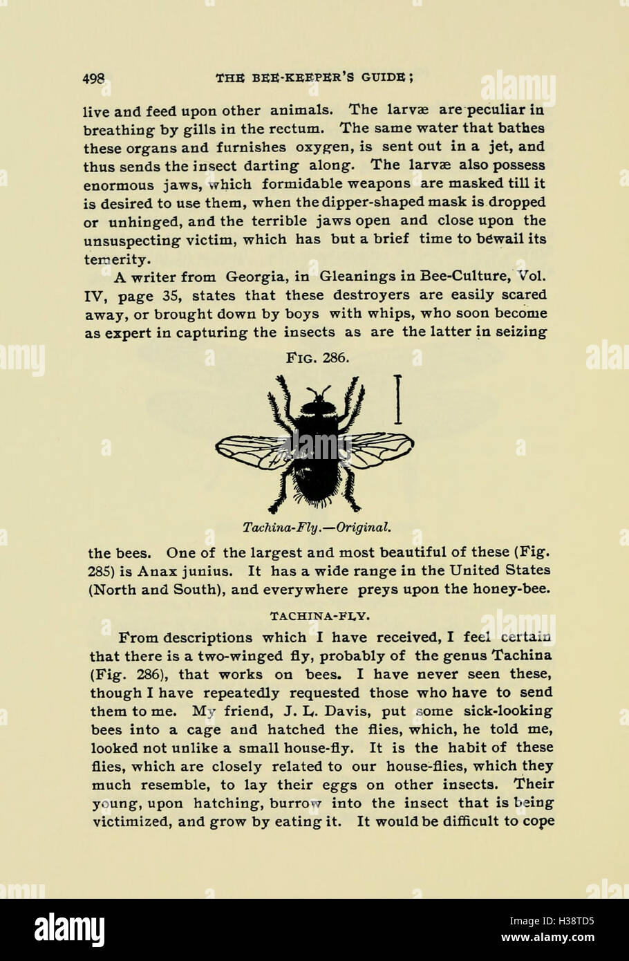 The beekeeper's guide (Page 498) BHL181 Stock Photo Alamy