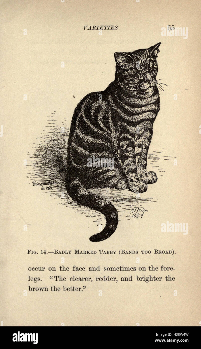 The cat, a guide to the classification and varieties of cats and a