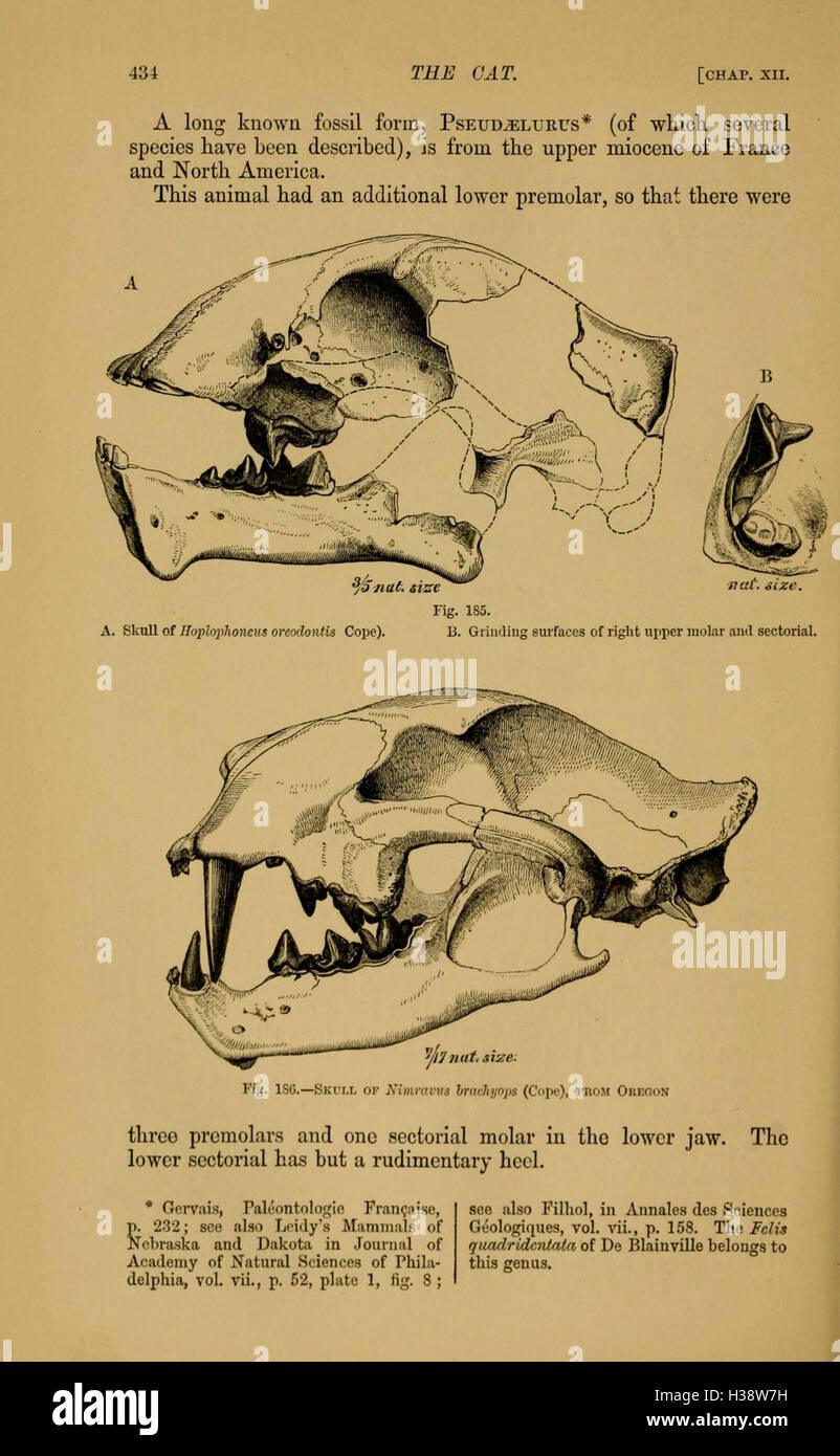 An introductory text on the anatomy and behavior of cats, focusing on ...